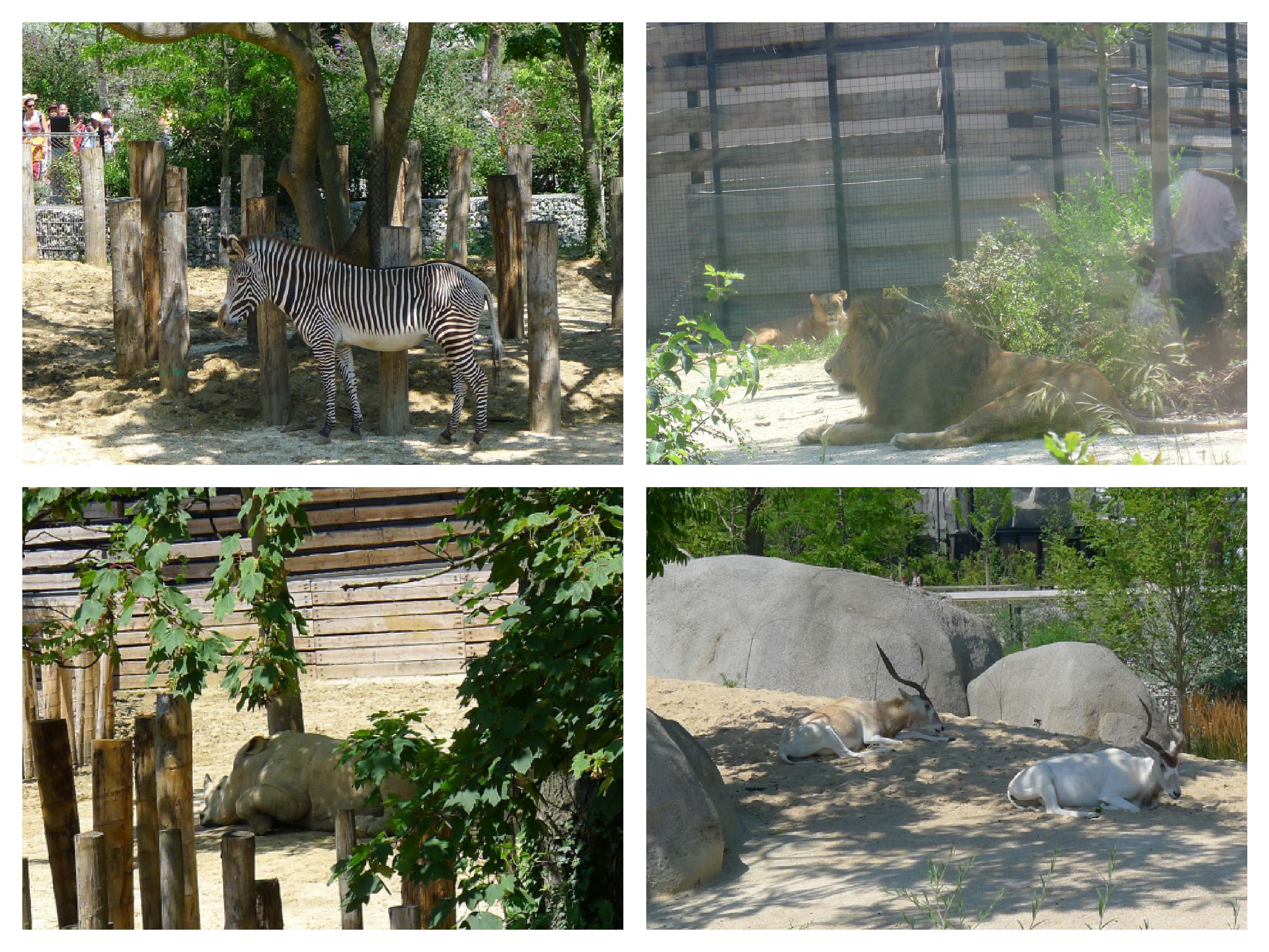 zoo
